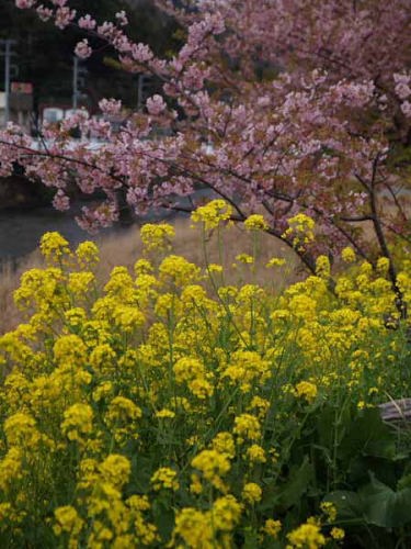 カワヅザクラとナノハナ(河津町)
