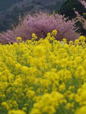 ナノハナ(河津町)
