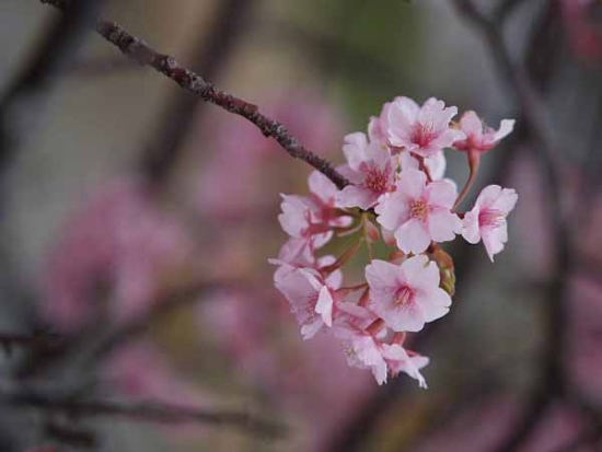 カワヅザクラ(河津町)