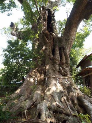 大クス(河津町 来宮神社)