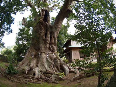 大クス(河津町 来宮神社)