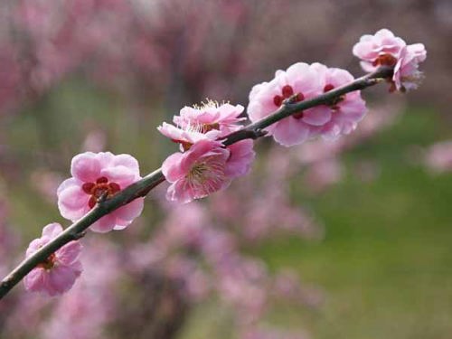 ウメ(曽我梅林)
