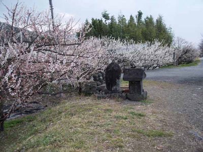 ウメと祠(曽我梅林)