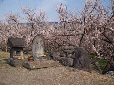 ウメと祠(曽我梅林)