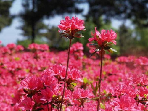 ツツジ(小室山公園)