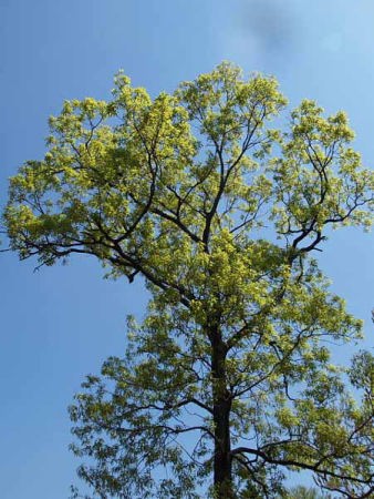 新緑と青空(小室山公園)