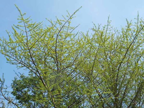 新緑と青空(小室山公園)