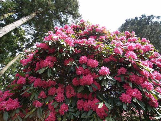 シャクナゲ(天城峠・昭和の森公園)