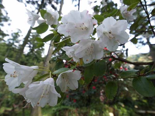 シャクナゲ(天城峠・昭和の森公園)