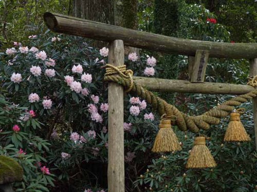 シャクナゲ(天城峠・昭和の森公園)
