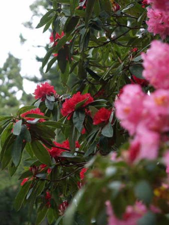 シャクナゲ(天城峠・昭和の森公園)