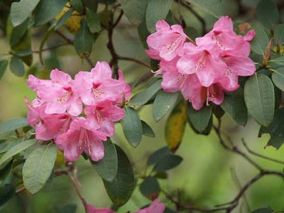 シャクナゲ(天城峠・昭和の森公園)