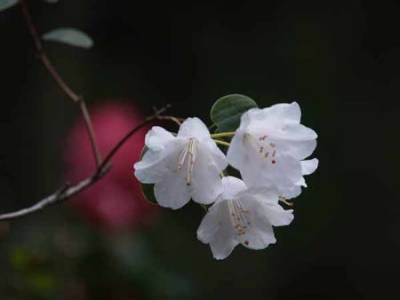 シャクナゲ(天城峠・昭和の森公園)
