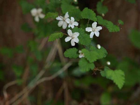 カジイチゴ(天城峠・昭和の森公園)