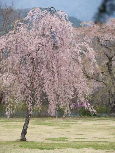 シダレザクラ(河口湖富士ビューホテル)