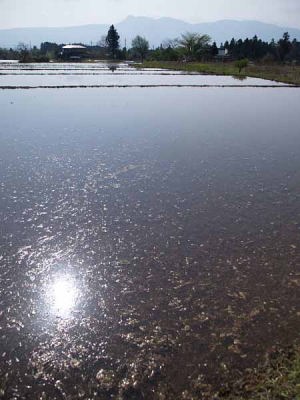 田植え前(御殿場市 仁杉)