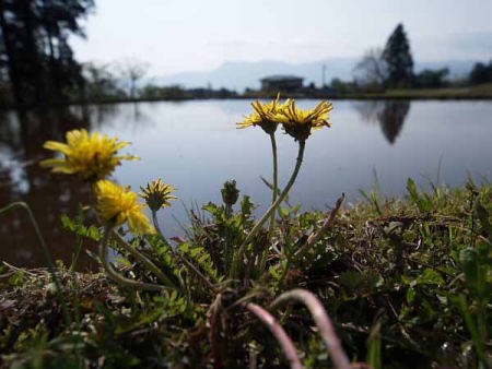 田植え前(御殿場市 仁杉)