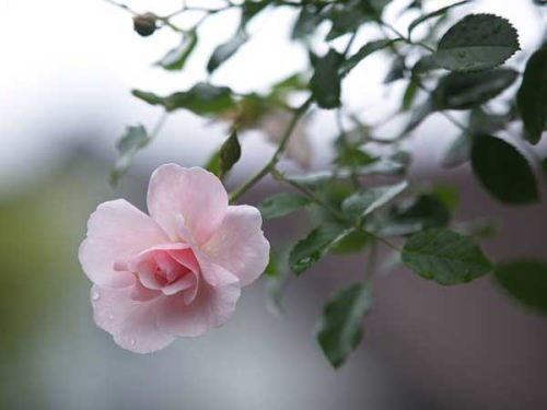 バラ"クリーンマザー"(修善寺虹の郷)