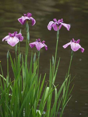ハナショウブ(修善寺虹の郷)