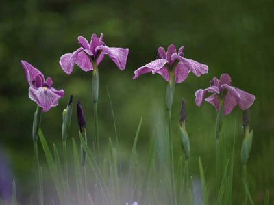ハナショウブ(修善寺虹の郷)