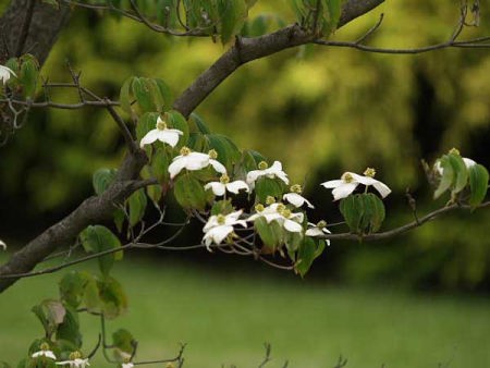 ヤマボウシ(修善寺虹の郷)