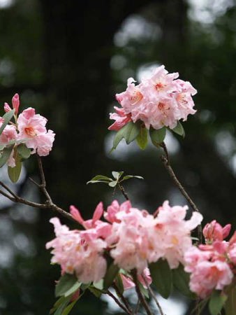 シャクナゲ(修善寺虹の郷)