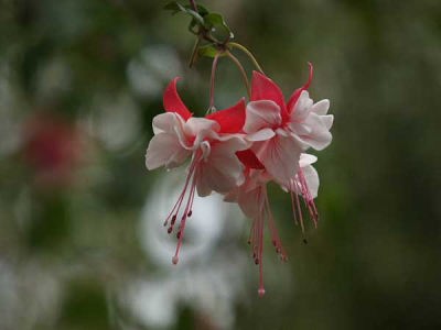 フクシア(富士国際花園)