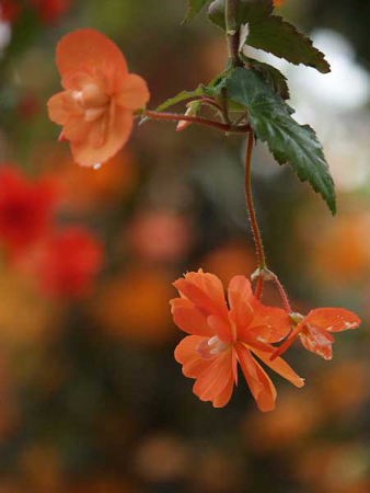 ベゴニア(富士国際花園)