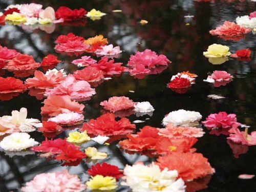 ベゴニア(富士国際花園)