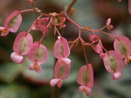 ベゴニア(富士国際花園)
