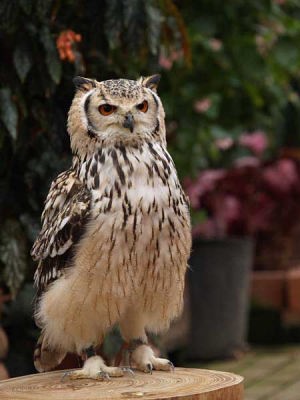 ベンガルワシミミズク(富士国際花園)