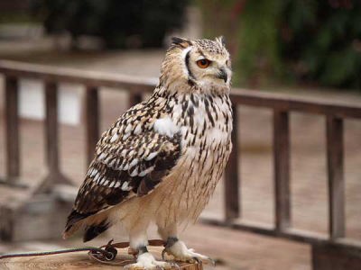ベンガルワシミミズク(富士国際花園)