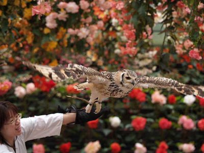 ベンガルワシミミズク(富士国際花園)