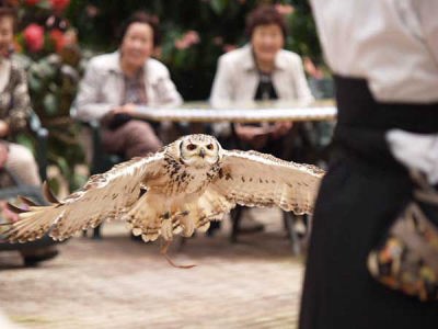 ベンガルワシミミズク(富士国際花園)