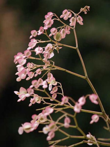 ベゴニア(富士国際花園)