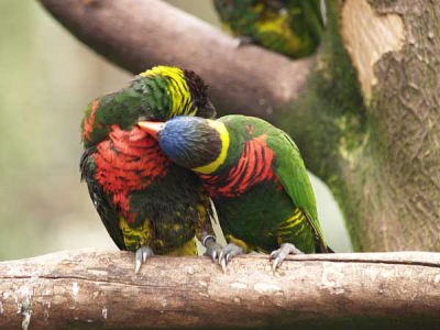インコ(富士国際花園)