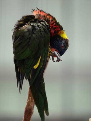 インコ(富士国際花園)