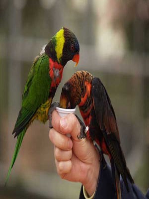 インコ(富士国際花園)