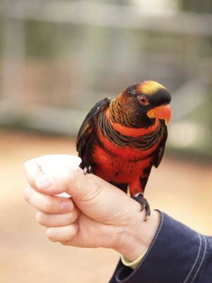 インコ(富士国際花園)