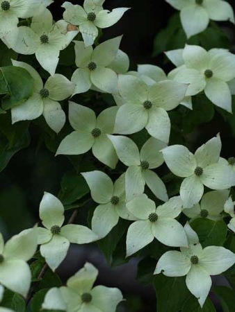 ヤマボウシ(富士国際花園)