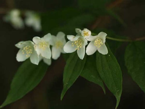 バイカウツギ(富士国際花園)