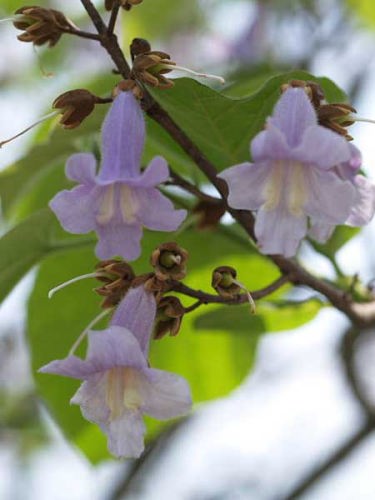 キリ(富士国際花園)
