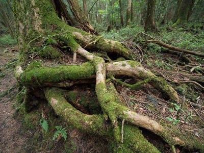 (富士山原生林)