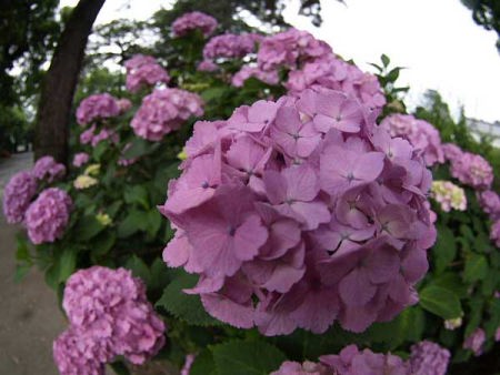 アジサイ(小田原城址公園)