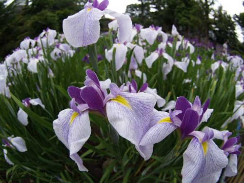 ハナショウブ(小田原城址公園)