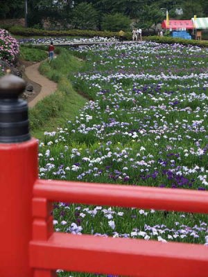 ハナショウブ(小田原城址公園)