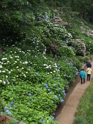 アジサイ(小田原城址公園)