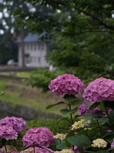 アジサイ(小田原城址公園)