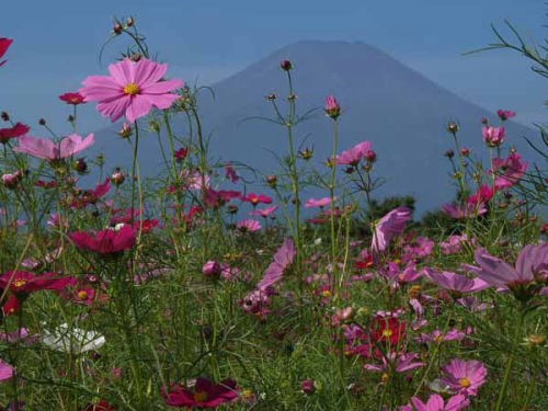 コスモス(山中湖花の都公園)