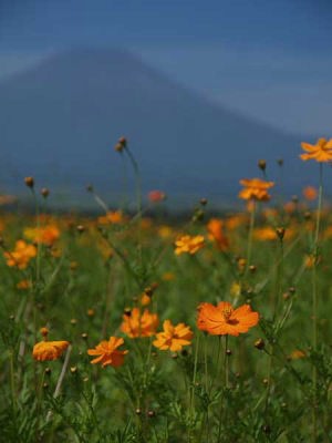 キバナコスモス(山中湖花の都公園)